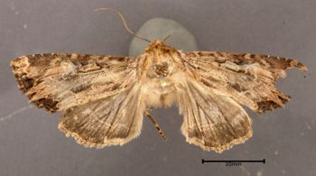 Media type: image;   Entomology 622423 Aspect: habitus dorsal view